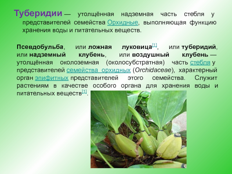 Как вырастить ровные псевдобульбы у орхидеи
