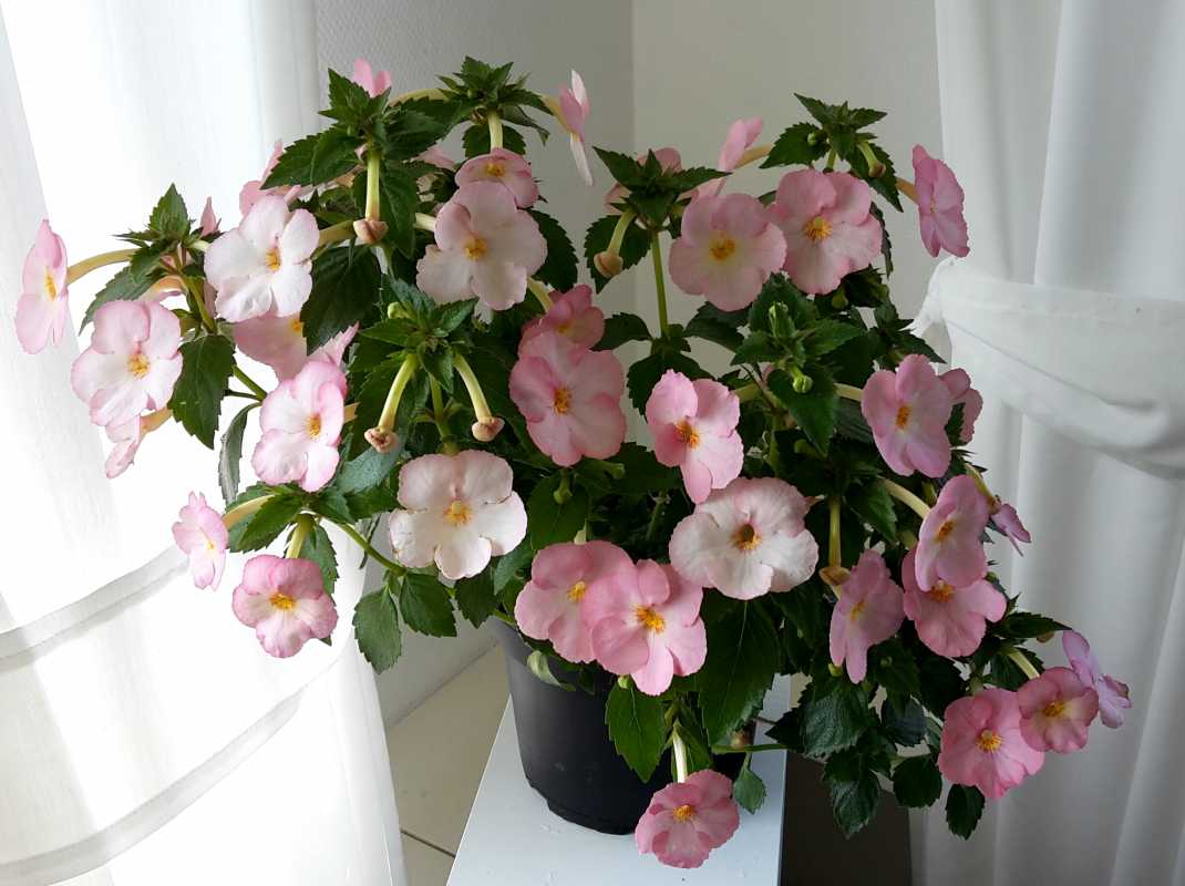 Ахименес цветок фото комнатный уход в домашних условиях