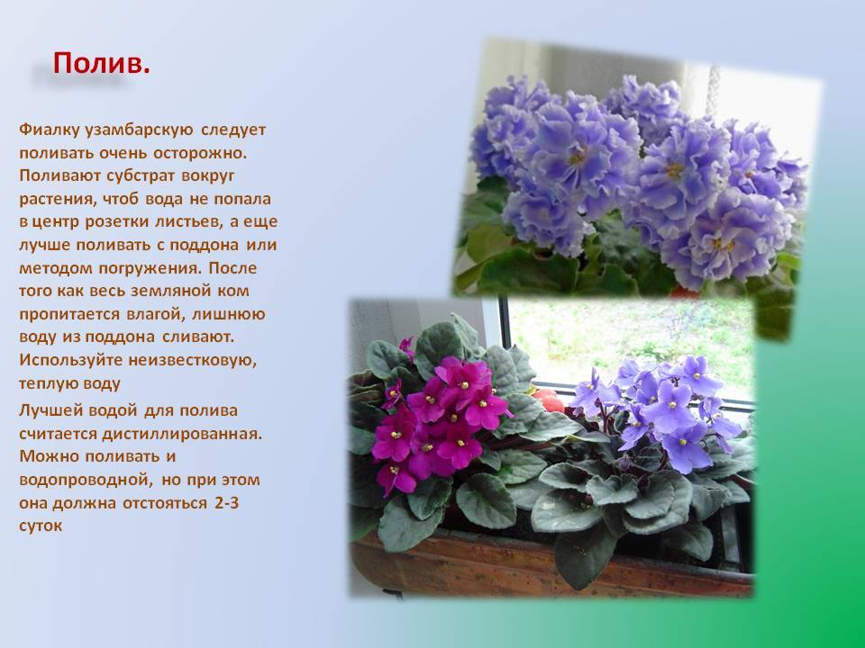 Не растут детки фиалок. решение проблемы. - комнатные растения. - страна мам