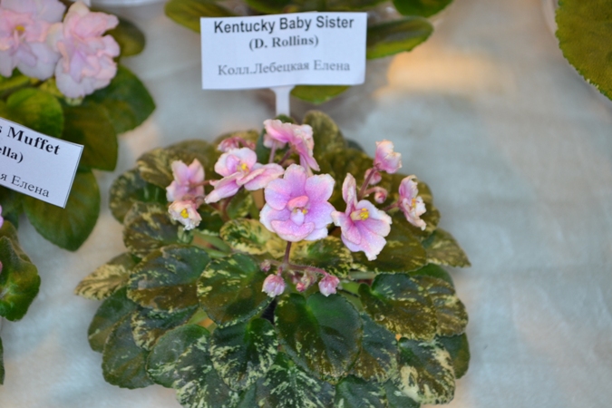 Buckeye colossal, hancock - зарубежные сорта  - фиалки фото каталог - узумбарские фиалки сенполии