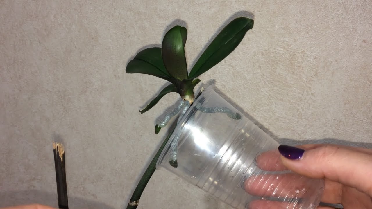 Размножение орхидей черенками в домашних условиях — инструкция