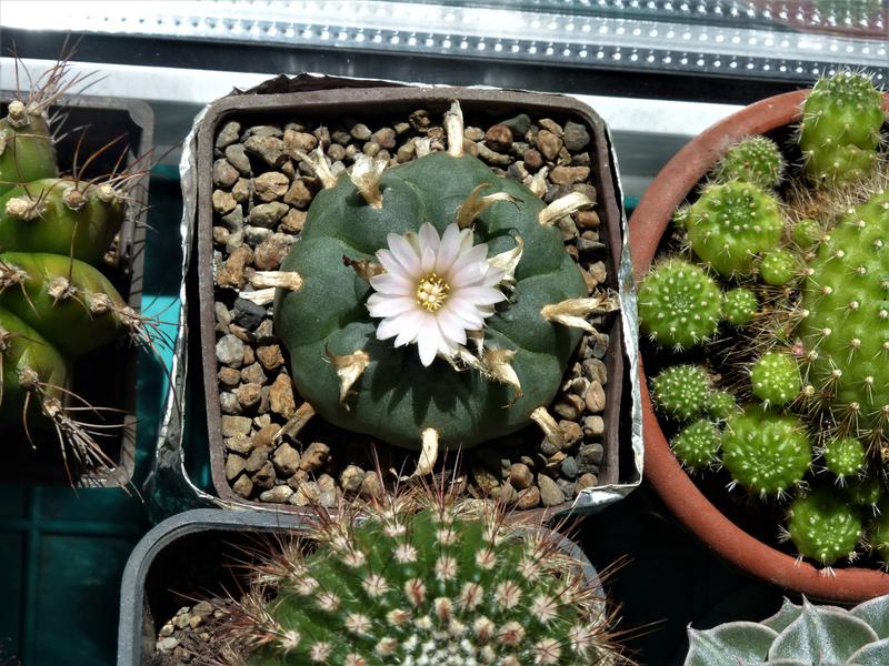 Выращивание лофофоры уильямса (lophophora williamsii): как посадить, ухаживать