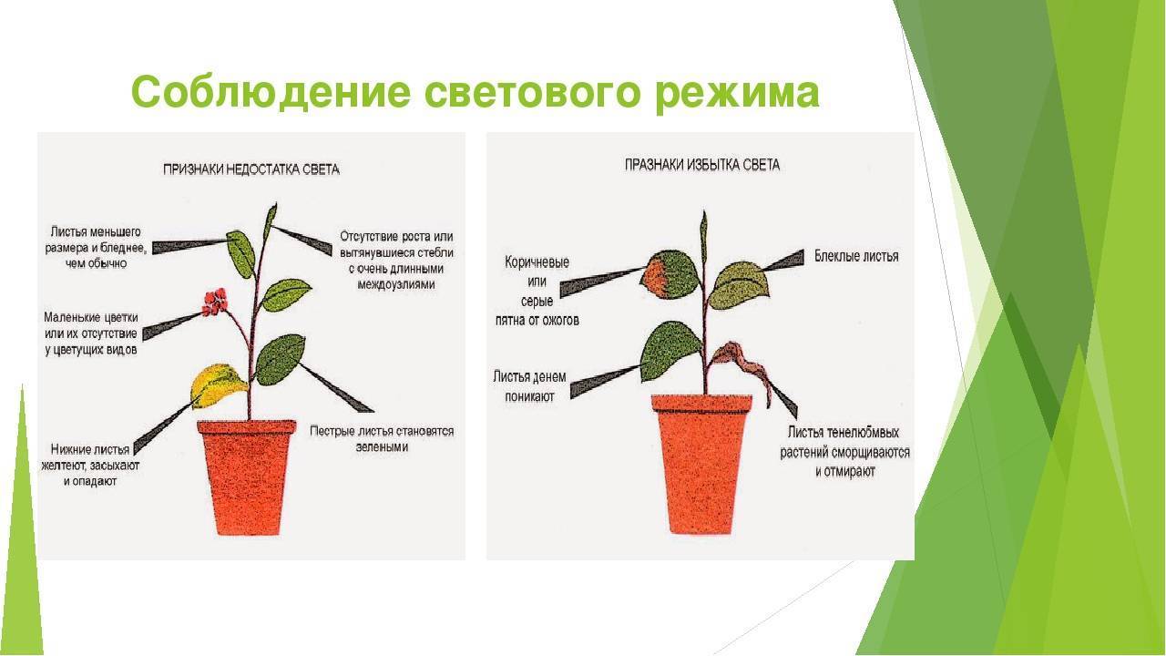Уход за орхидеей: основные правила | cельхозпортал