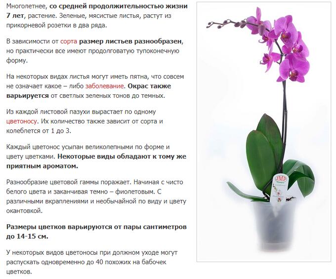 Сколько держать орхидею в. Орхидея фаленопсис описание растения. Орхидея фаленопсис Родина растения. Родина орхидеи фаленопсис. Фаленопсис Легенда описание.