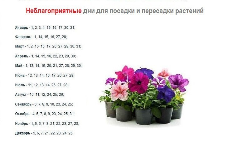 Лунный календарь комнатных цветов на апрель 2024