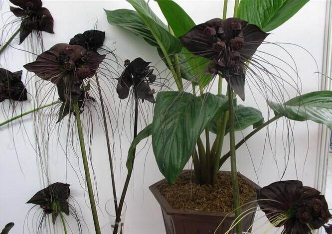 Описание 14 сортов черной орхидеи: уход, болезни