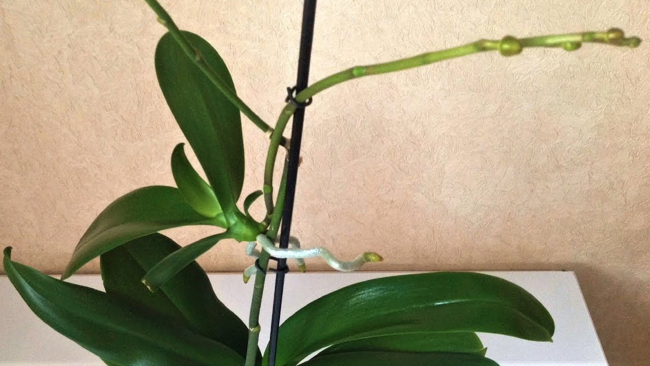 Что делать с отростками орхидеи — ухаживаем за цветочным потомством