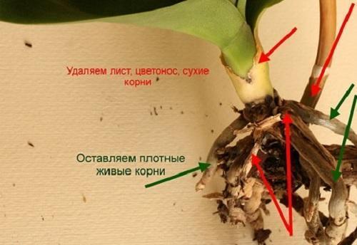 Можно ли поливать орхидею марганцовкой или обработать ей по зеленой массе?