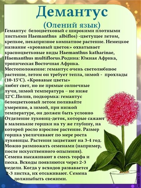 Гемантус – выращивание в домашних условиях, возможные проблемы и фото