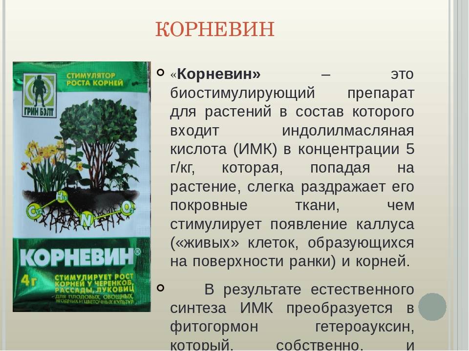 Корневин для орхидей: как применять, инструкция, полив