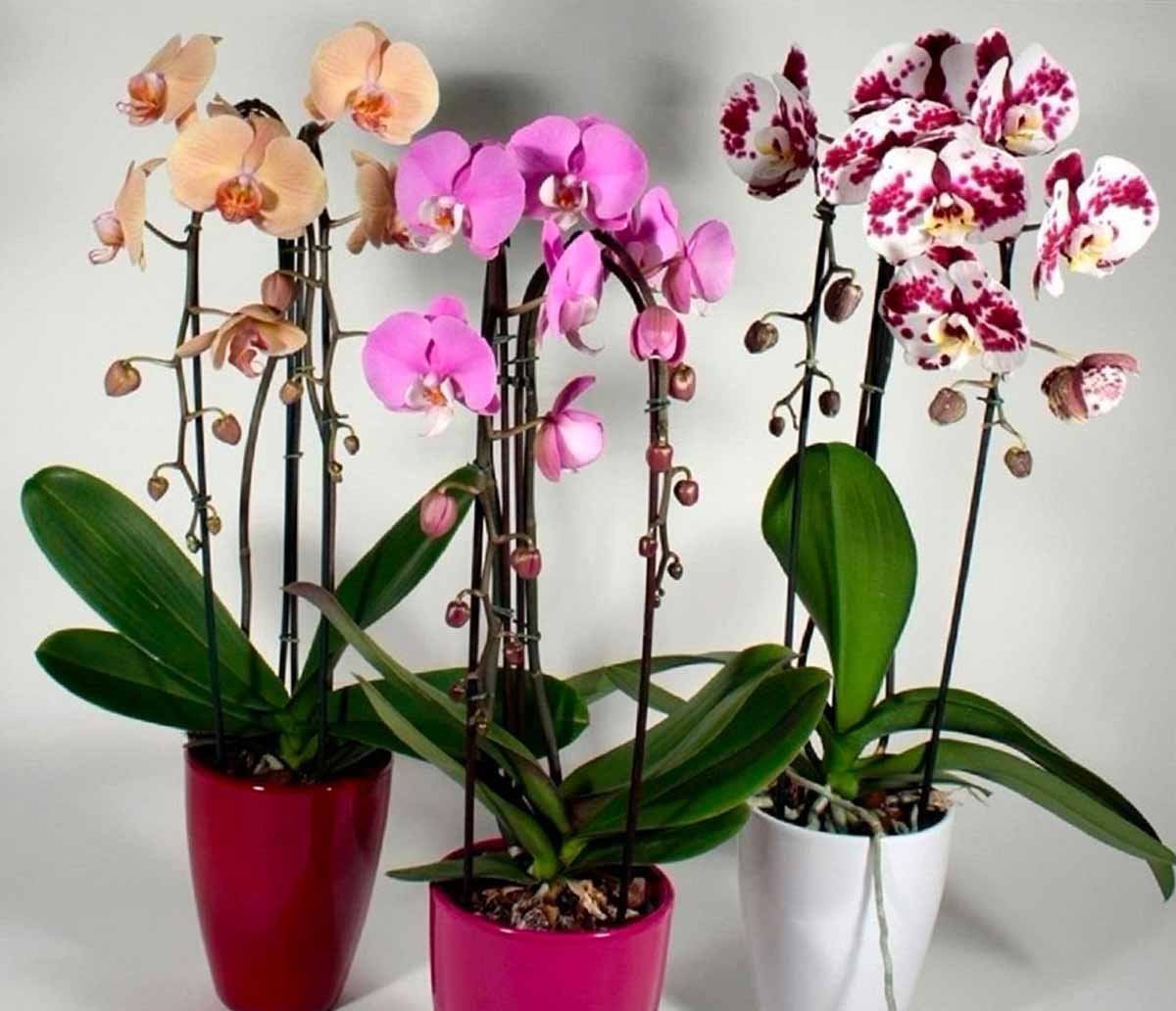 Можно ли держать дома орхидеи — приметы и суеверия