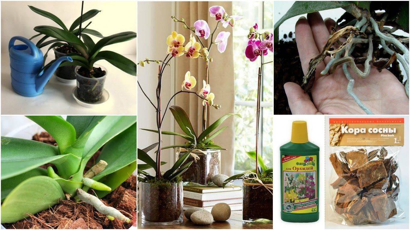 Можно пересадить цветущую орхидею в домашних условиях. Орхидея фаленопсис полив. Орхидея фаленопсис перевалка. Пересаживаем орхидею фаленопсис. Фаленопсис пересадка.