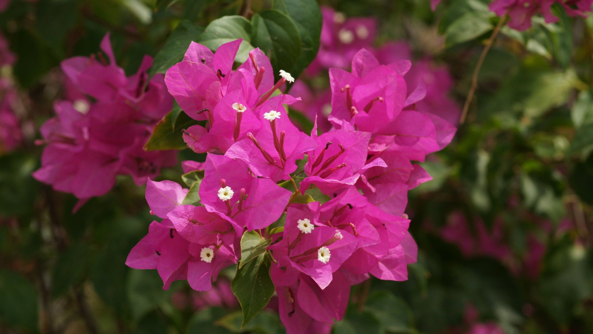 Цветы Бугенвиллея