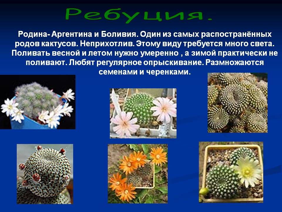 Опунция уход в домашних условиях: все тонкости пересадки, размножения и их фото selo.guru — интернет портал о сельском хозяйстве