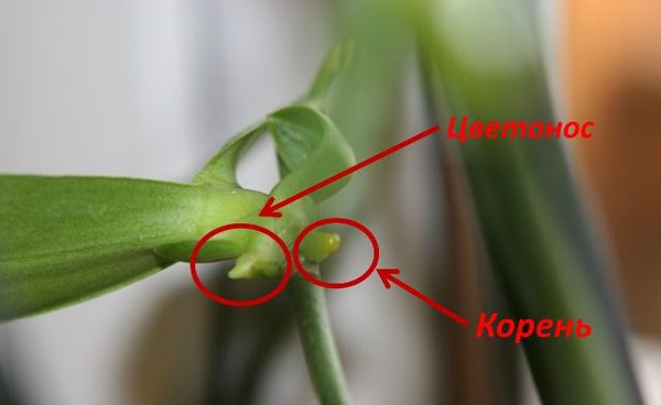 Как отличить корень орхидеи от цветоноса фото