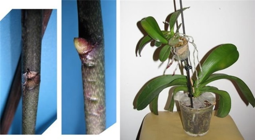 Как отсадить прикорневую, на стебле или цветоносе детку орхидеи фаленопсис? пошаговая инструкция и другие нюансы