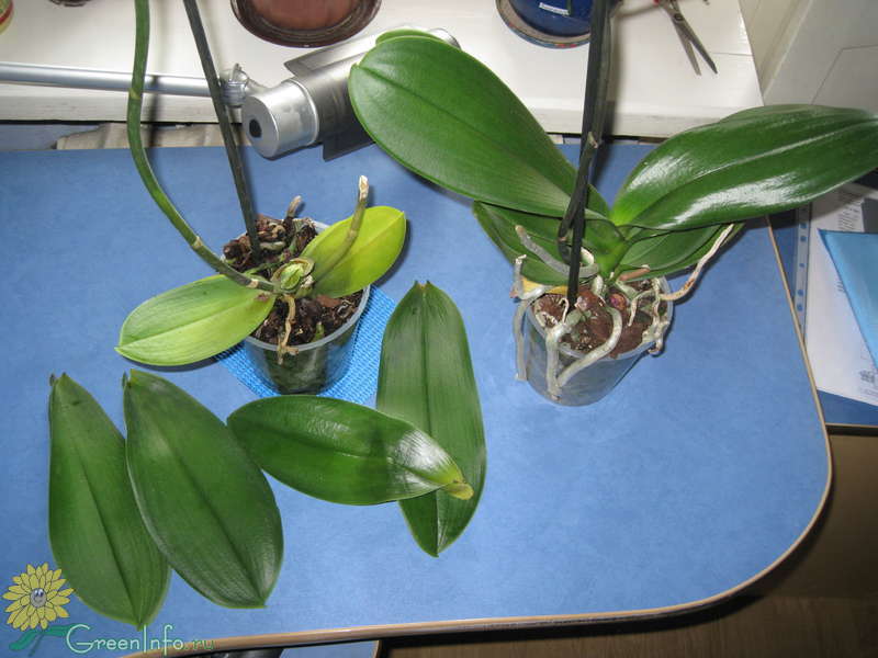 Корни орхидеи гниют и сохнут – что делать? реанимация корней орхидеи