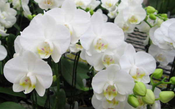 Роскошная листва «драгоценных орхидей»