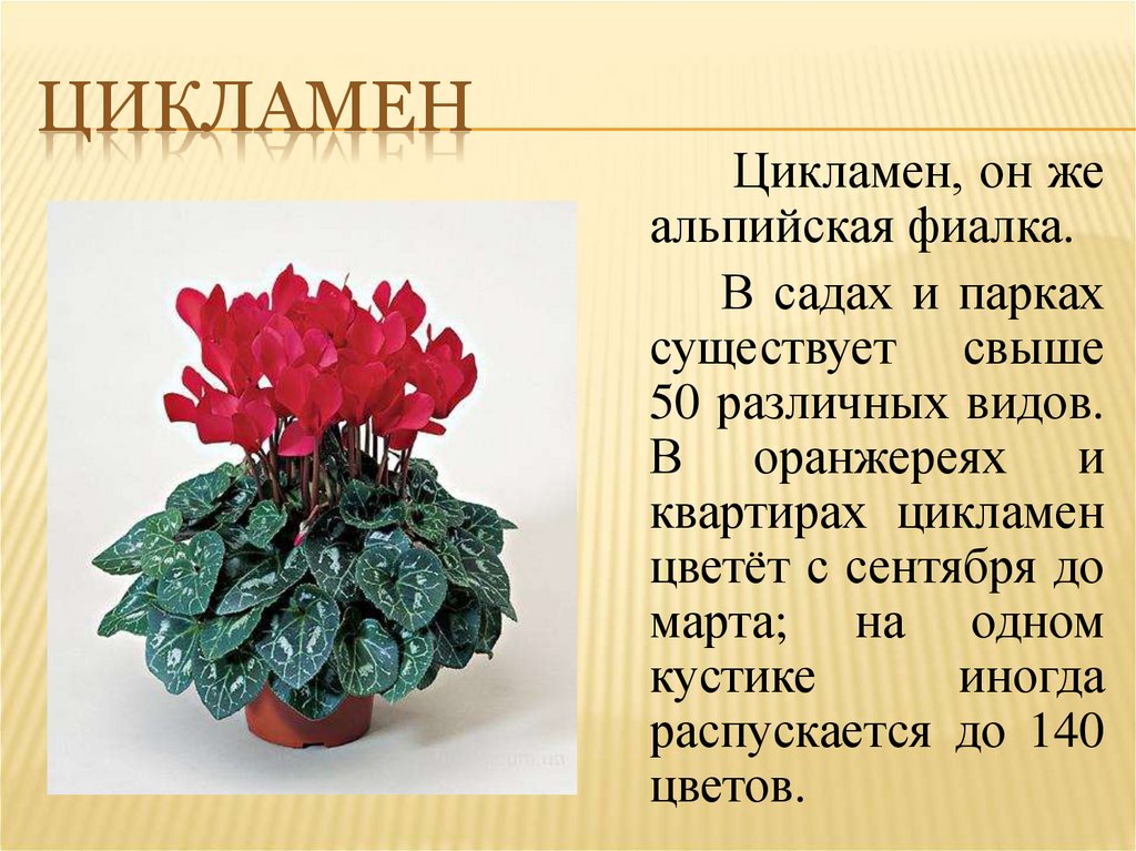 Это комнатное растение или уличное. Цикламен Альпийская фиалка. Цикламен цветок комнатный. Цикламен (амариллис). Карликовый цикламен.