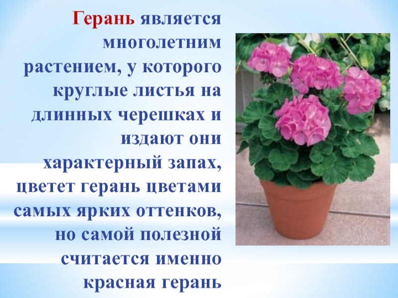 Особенности герани. Герань комнатное растение. 2. Герань (пеларгония). Пеларгония Родина растения. Пеларгония комнатное растение.