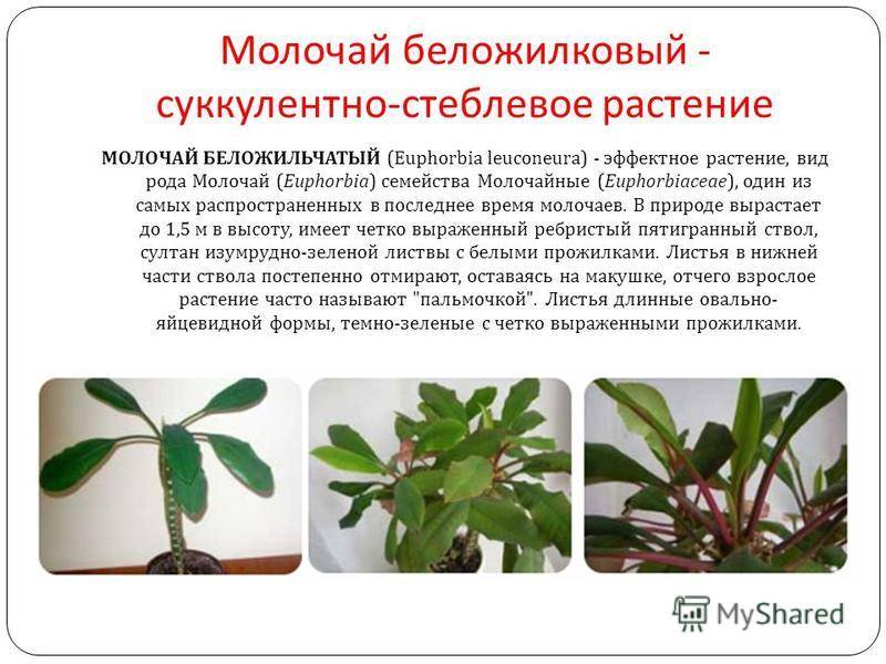 Молочай беложильчатый: уход в домашних условиях, вред и польза, фото
