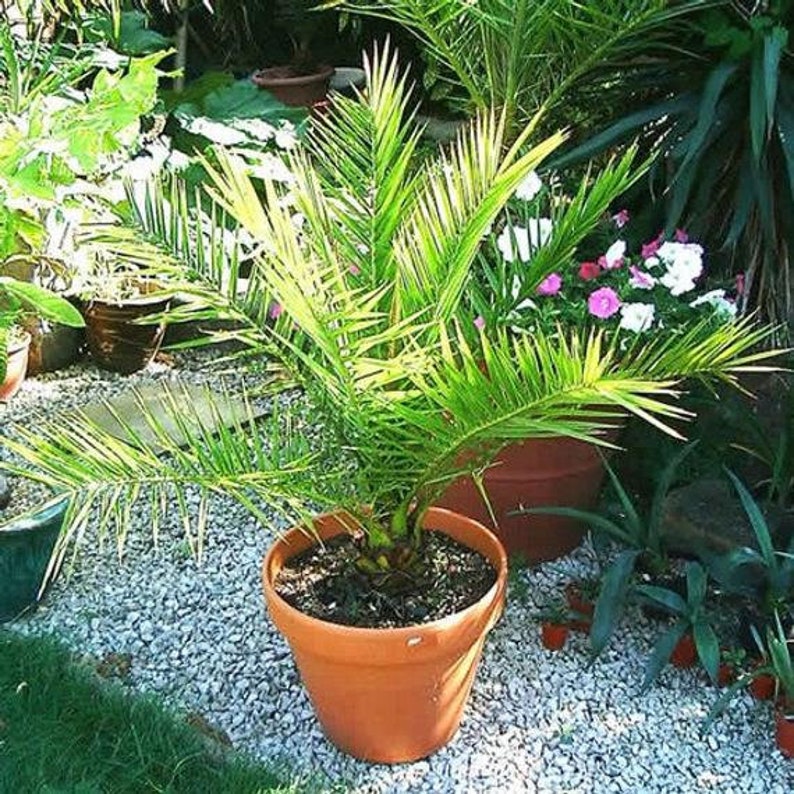 Финиковая пальма: особенности выращивания из косточки в домашних условиях, пересадка и уход | (50 фото) +отзывы