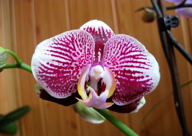 Орхидея сого - мыдачники