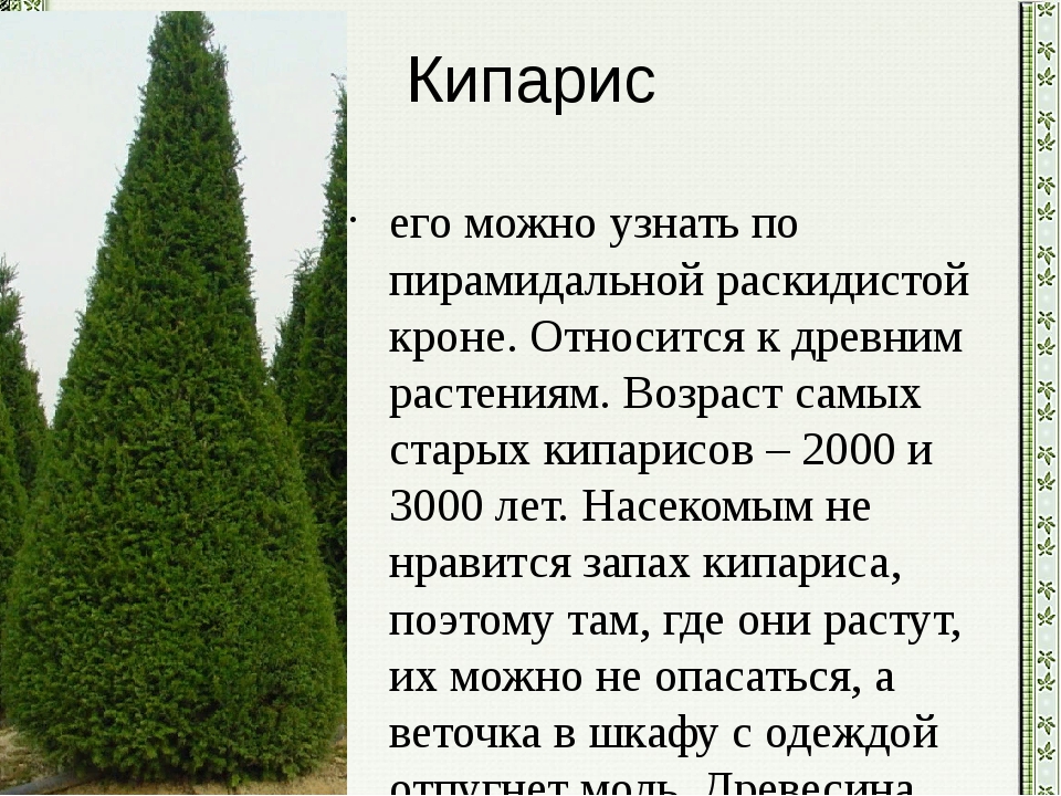 Туя: посадка и уход в домашних условиях