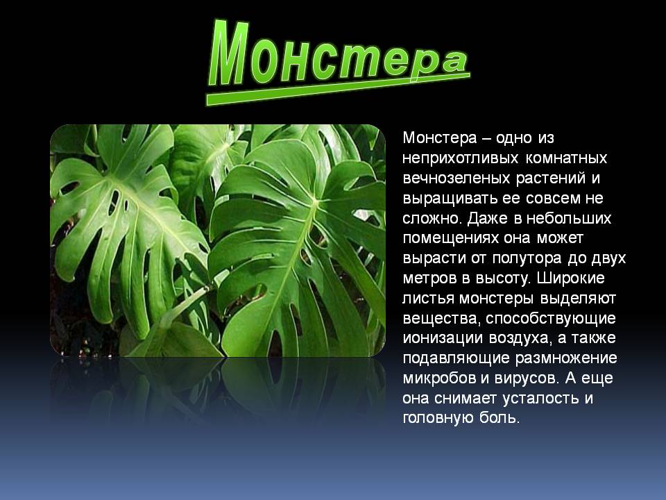 Монстера — необычное «чудовище». уход, выращивание, размножение, виды. фото — ботаничка
