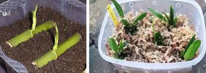 Способы посадки орхидей разных видов и какой самый необычный и лучший: корнями, срезанную, клубнями или черенками, можно ли срезать цветонос