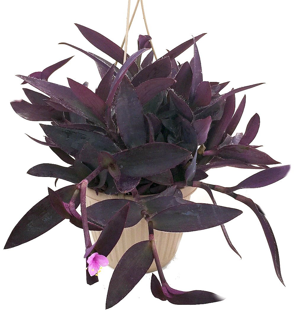 Цветок Сеткреазия Пурпурная