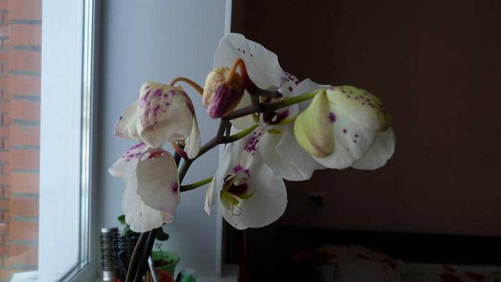 Орхидея сбрасывает бутоны