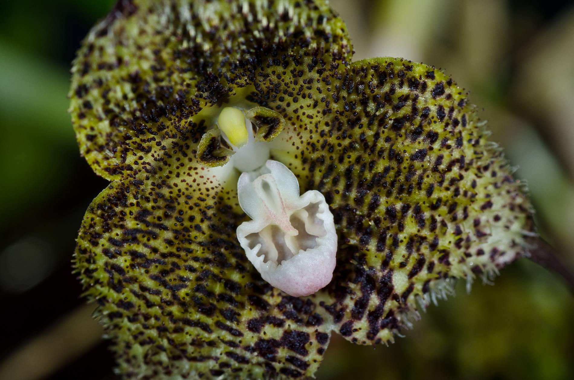 Фото орхидея обезьянья