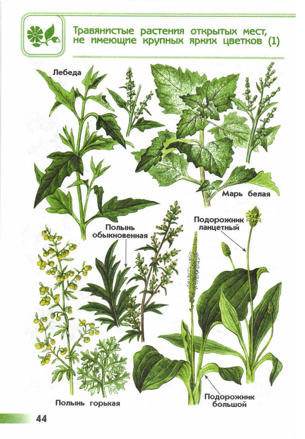 Травянистые растения 2 класс окружающий мир рисунки