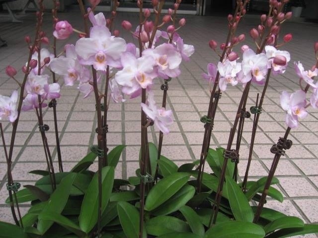 Какие бывают сорта орхидеи фаленопсис? названия самых известных видов и их описание