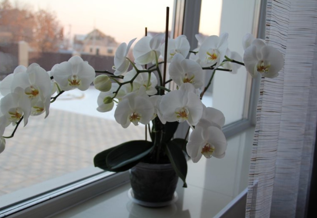 Орхидеи в горшках на подоконнике. Орхидея фаленопсис Reykjavik. Орхидеи на подоконнике. Орхидея в горшке. Цветущие цветы на подоконнике.