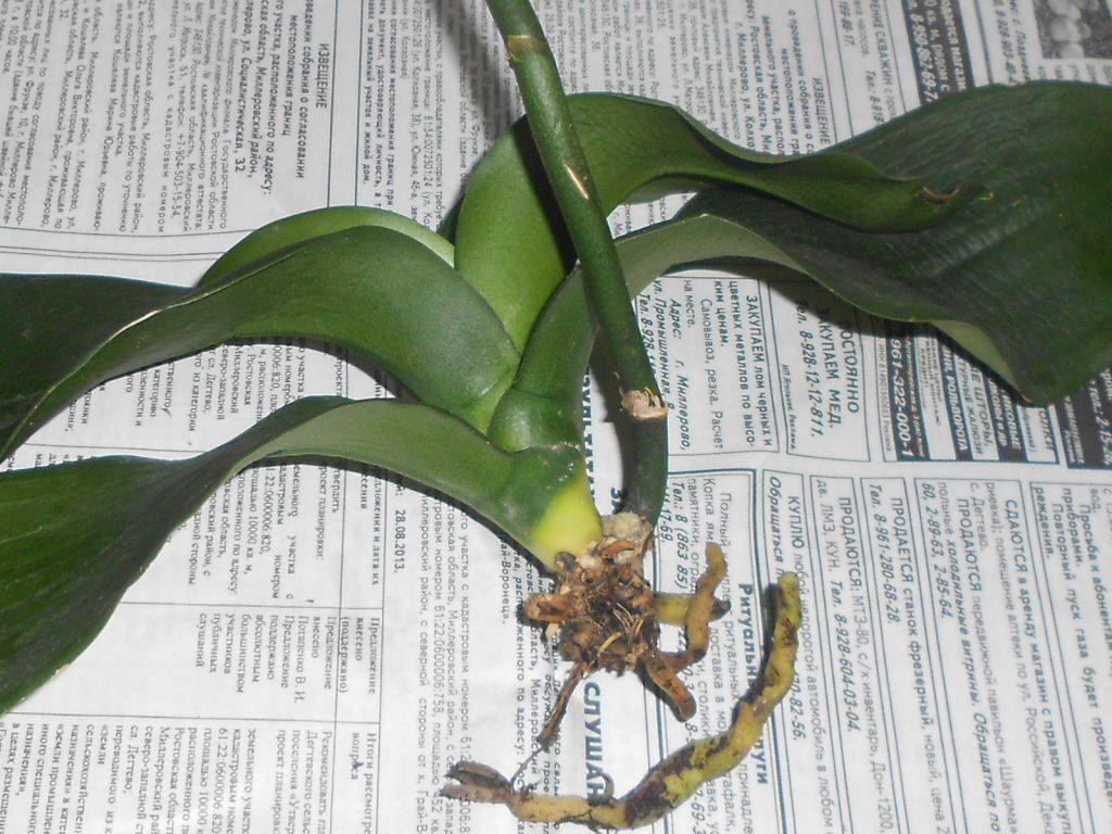Орхидея корни из листьев