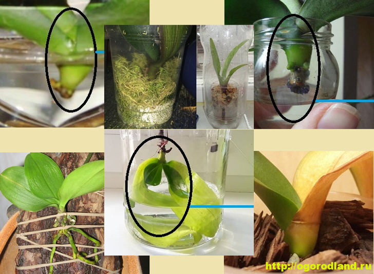 Тонкости выращивания капризных орхидей в воде: особенности метода и пошаговая инструкция
