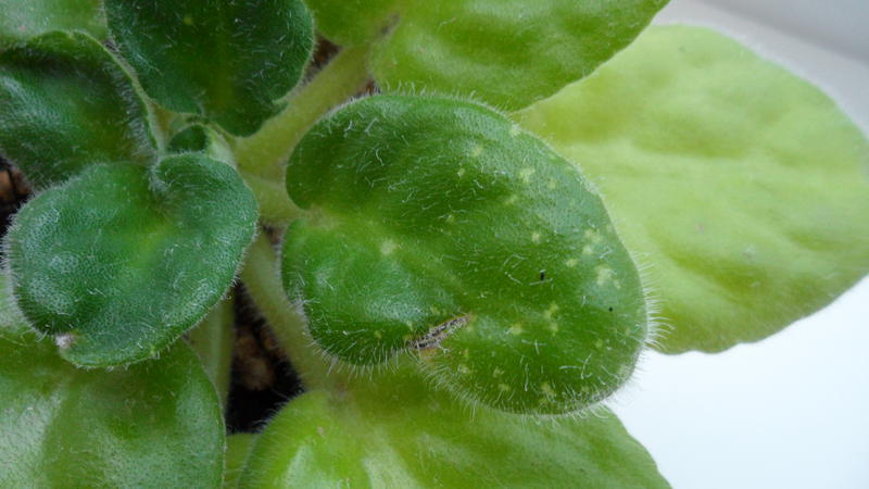 Как вылечить болезни фиалок: мучнистая роса, мягкие листья, пятна и вредители