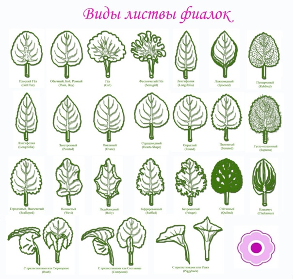 Сенполия, или узамбарская фиалка. выращивание, уход, размножение. болезни. фото — ботаничка