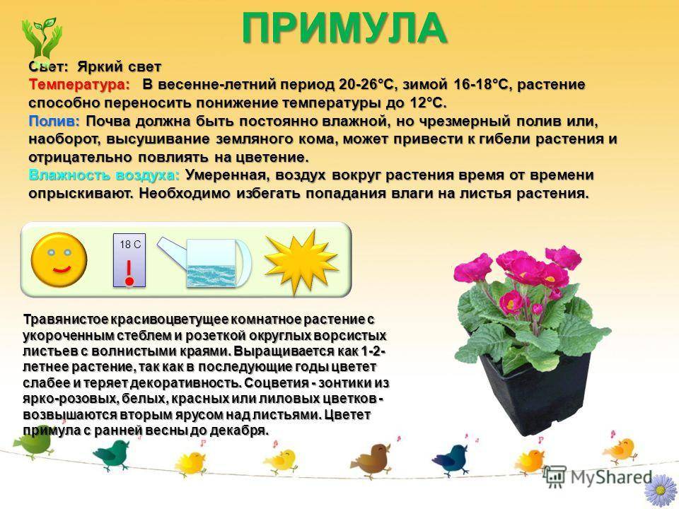 Фиалка бой быков: описание сорта и фотографии