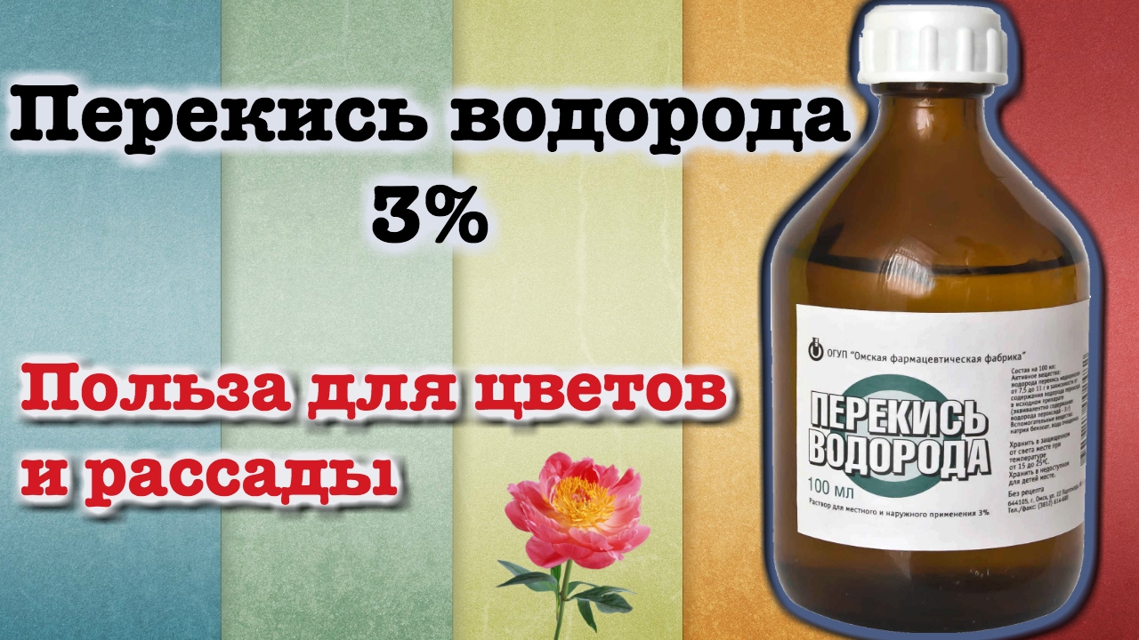 Основные потребности ухода для выращивания орхидей