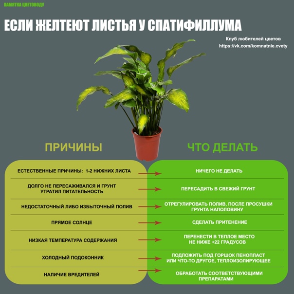 Орхидея каттлея: уход в домашних условиях, фото, размножение, пересадка