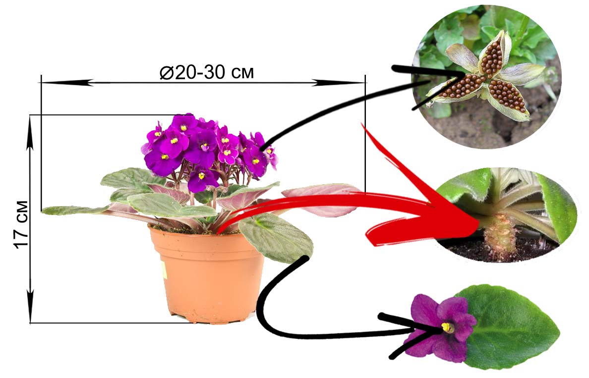 Комнатная фиалка: особенности растения, 9 правил ухода за цветком