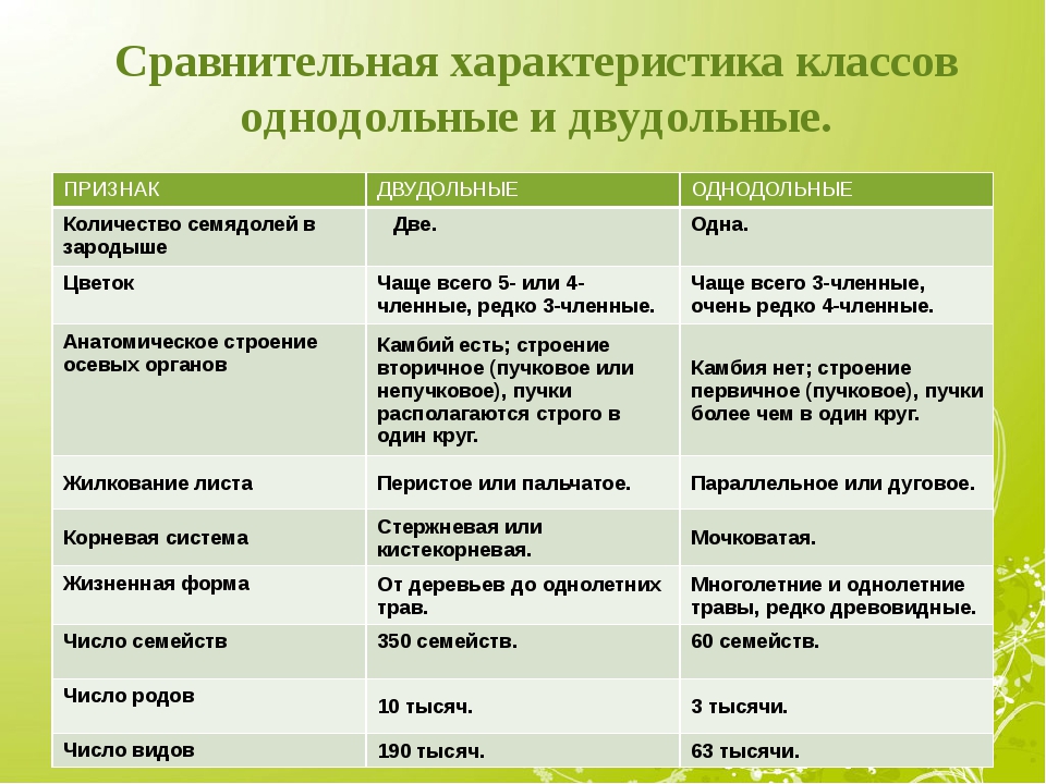 Однодольные и двудольные растения: характерные признаки, особенности, отличительные черты