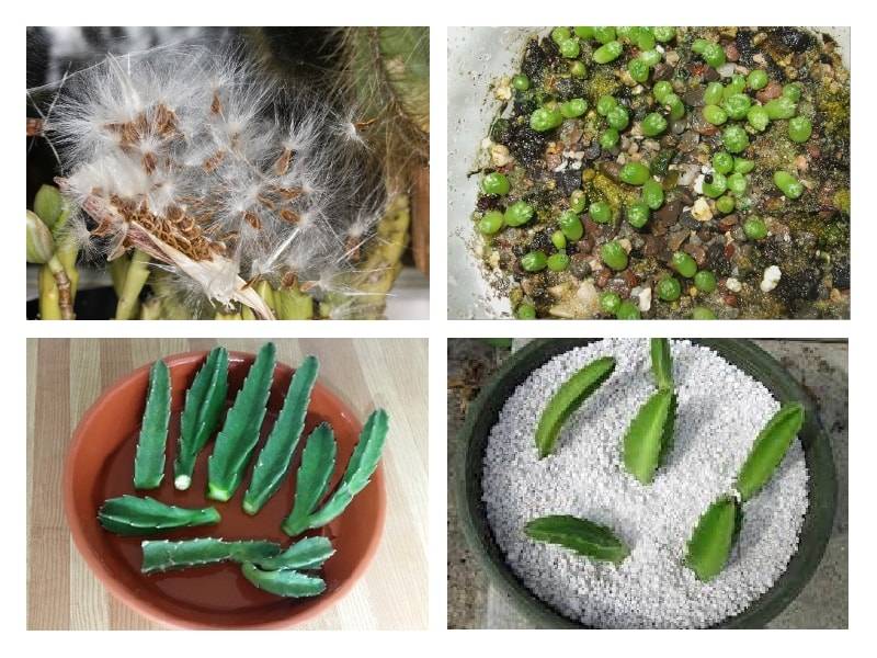 Многолетний суккулент стапелия Stapelia является представителем семейства Ластовневые Данный род объединяет примерно 100 различных видов В природе это растение по большей части встречается на территории Юго-Западной и Южной Африки