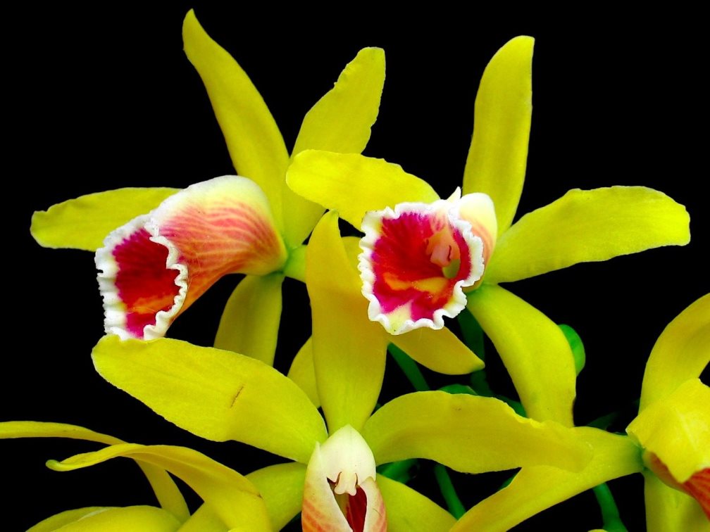 Каттлея: описание и фото орхидеи, уход в домашних условиях, размножение цветка, популярные сорта, общие характеристики растения