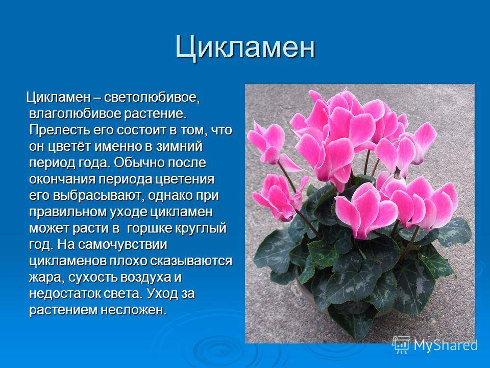 Цикламен в горшке: уход, пересадка и размножение в домашних условиях - sadovnikam.ru