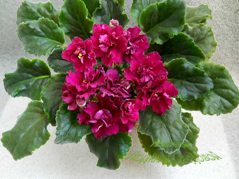 Фиалка ness' antique red (ness): фото и описание сорта