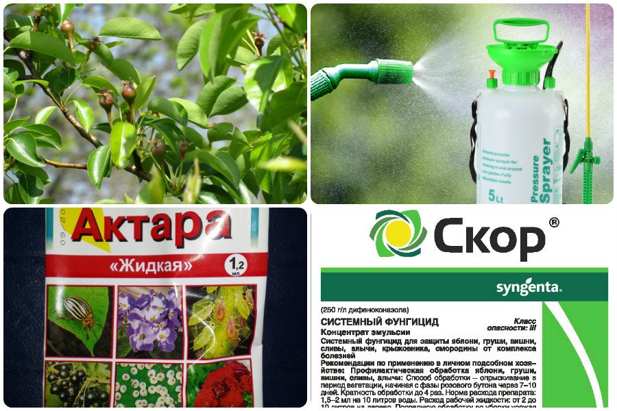 Витарос: специализированный фунгицидный протравитель семенного и посадочного материала